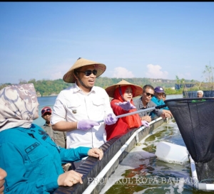 Pj Wali Kota Baubau saat melaksanakan panen Udang Vename di Kolagana Kota Baubau Sabtu (4/11/2023)
